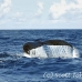 whale_humpback_h_00878_dom3010.jpg